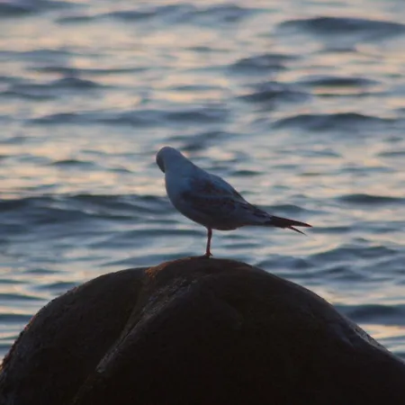 Ostsee-ferienoase-2-raum-app-typ-3